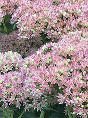 Agapostemon sericeus