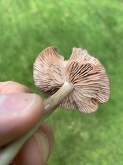 Laccaria bicolor