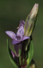 Gentianella amarella