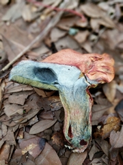 Lanmaoa pseudosensibilis