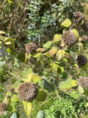 Monarda fistulosa