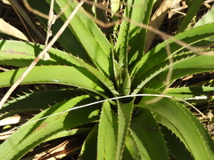 Eryngium horridum