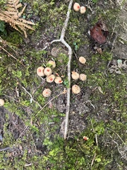 Calostoma ravenelii