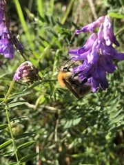 Bombus pascuorum