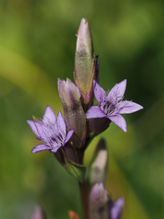 Gentianella amarella
