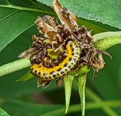 Macremphytus testaceus