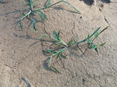 Echinochloa colona