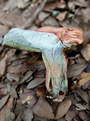 Lanmaoa pseudosensibilis