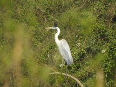 Ardea cocoi