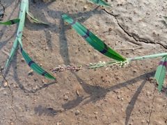 Echinochloa colona