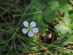 Geranium richardsonii