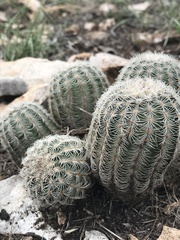 Echinocereus reichenbachii caespitosus