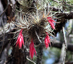 Tillandsia erubescens
