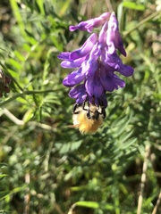 Bombus pascuorum