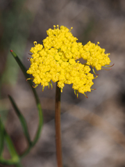 Pseudocymopterus