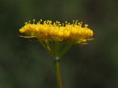 Pseudocymopterus