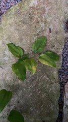 Smilax smallii