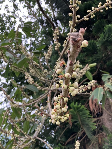 Ficus caulocarpa iNat (1)