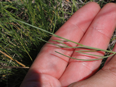 Pseudocymopterus
