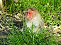 Macaca radiata