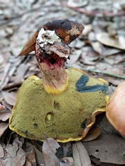 Lanmaoa pseudosensibilis