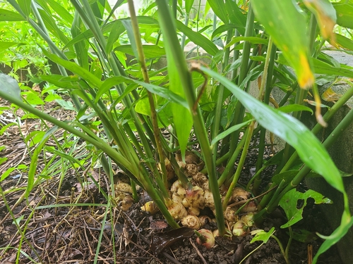 Zingiber officinale