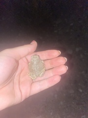 Anaxyrus microscaphus