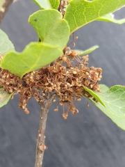 Forestiera reticulata