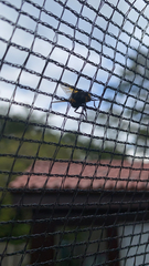 Mesembrina meridiana