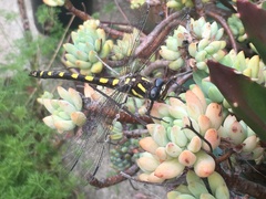 Cordulegaster dorsalis