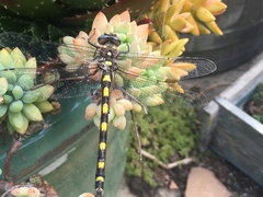 Cordulegaster dorsalis