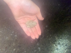 Anaxyrus microscaphus