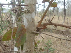 Flacourtia indica