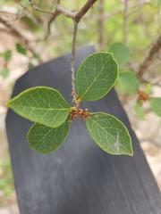 Forestiera reticulata