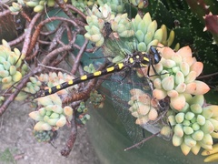 Cordulegaster dorsalis