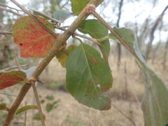 Flacourtia indica