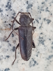 Arhopalus ferus
