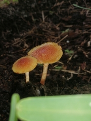 Gymnopilus palmicola