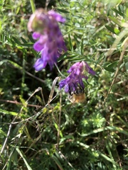 Bombus pascuorum