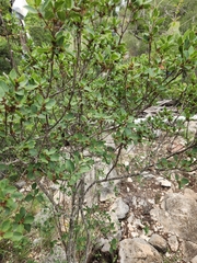 Forestiera reticulata