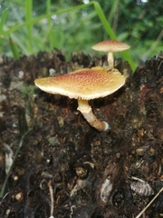 Gymnopilus palmicola