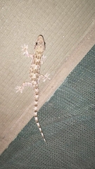 Hemidactylus mabouia