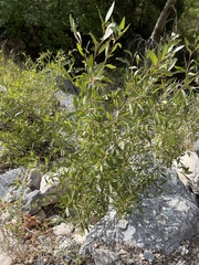 Populus angustifolia