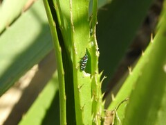 Balacha melanocephala