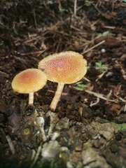 Gymnopilus palmicola