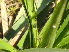 Balacha melanocephala