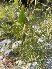 Populus angustifolia