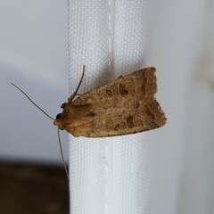 Hoplodrina octogenaria