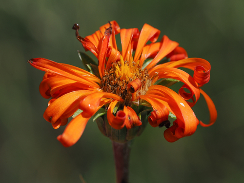 Pyrrocoma crocea var. genuflexa