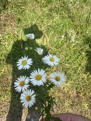 Symphyotrichum pilosum